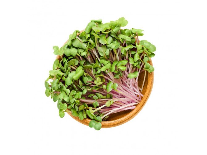 Microgreens - kúzelná záhradka, mikro bylinky - 2x semienka brokolica